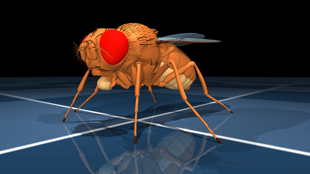 Clean walker/hero MuJoCo fruitfly.xml still